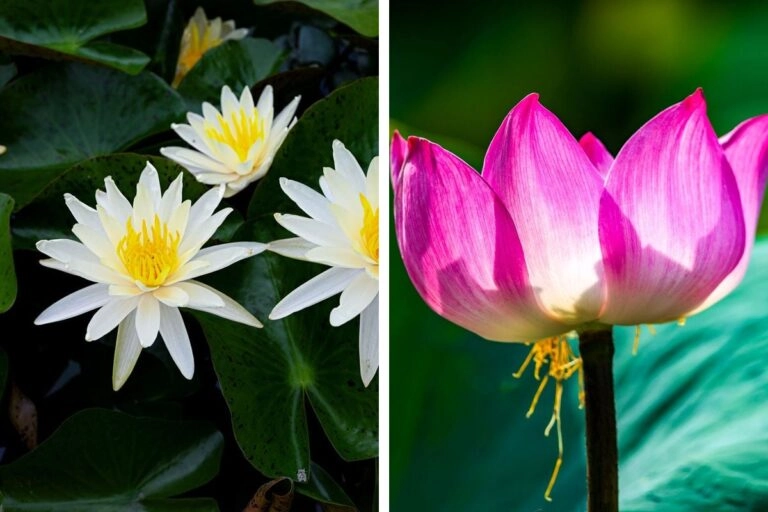 Seerose und Lotosblume im Vergleich: Nymphaea alba und Nelumbo nucifera gehören zu zwei Familien, nur eine steht in den Geburtsblumen-Listen