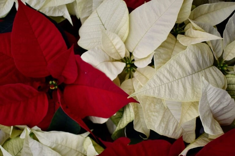 Weihnachtsstern: rote und weiße Hochblätter Rote und weiße Weihnachtssterne nebeneinander: die farbigen Blätter sind Hochblätter, die eigentlichen Blüten sitzen gelb in der Mitte